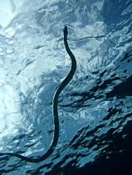 Argh! Snake! Run away! That's what the dive guide called ... by Dawn Watson 